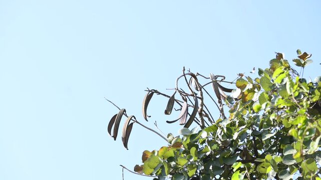 Oroxylum indicum tree fruits.&nbsp;Its other names trumpet tree, oroxylum, Indian trumpet tree, broken bones tree,&nbsp;scythe tree, Damocles tree and&nbsp;midnight horror. Its used in&nbsp;traditional medicine.