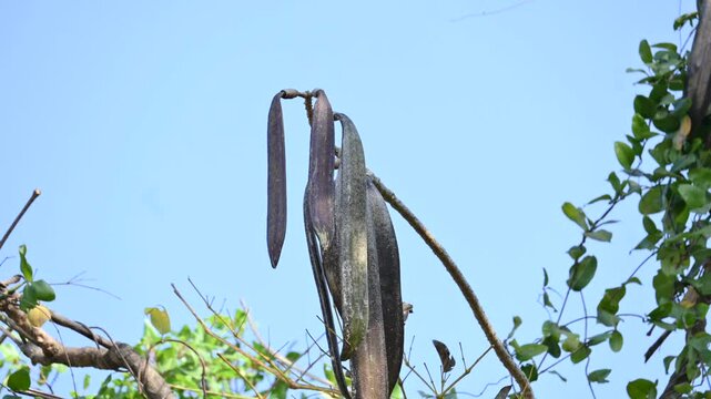 Oroxylum indicum tree fruits.&nbsp;Its other names trumpet tree, oroxylum, Indian trumpet tree, broken bones tree,&nbsp;scythe tree, Damocles tree and&nbsp;midnight horror. Its used in&nbsp;traditional medicine.