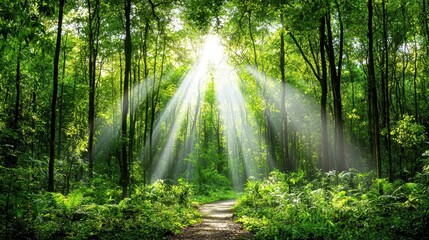 Fototapeta premium Serene Forest Pathway with Sunlight Streaming Through Lush Green Trees
