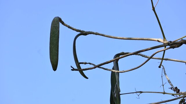 Oroxylum indicum tree fruits.&nbsp;Its other names trumpet tree, oroxylum, Indian trumpet tree, broken bones tree,&nbsp;scythe tree, Damocles tree and&nbsp;midnight horror. Its used in&nbsp;traditional medicine.