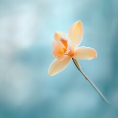 Fototapeta premium Delicate Orchid Flower in Soft Pastel Colors Against a Gentle Blue Background Evoking Calmness and Serenity in Nature