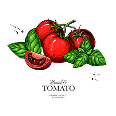 Tomato branch with basil leaves vector drawing. Whole and sliced tomatoes with basil sketch. Hand drawn food 