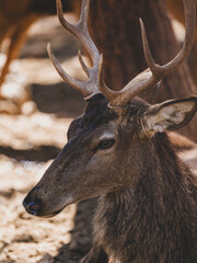 Fototapeta premium beautiful deer portrait
