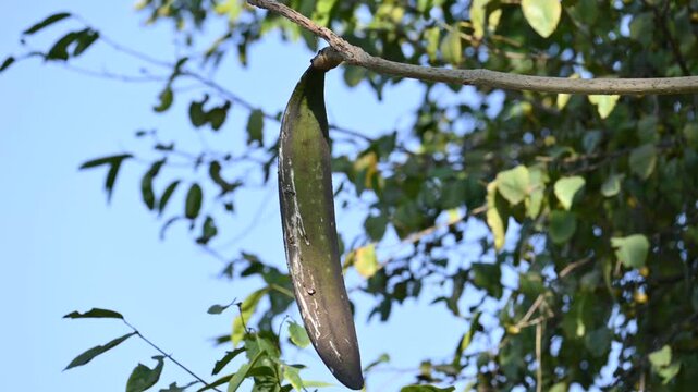 Oroxylum indicum tree fruits.&nbsp;Its other names trumpet tree, oroxylum, Indian trumpet tree, broken bones tree,&nbsp;scythe tree, Damocles tree and&nbsp;midnight horror. Its used in&nbsp;traditional medicine.