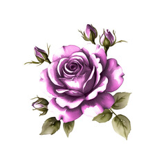 Flower isolated on white. Vintage Watercolor Purple Rose – Elegant Floral Illustration on Transparent Background for wedding invitation, greeting card, print design. Clipart PNG.