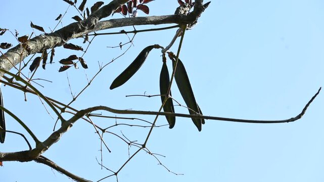 Oroxylum indicum tree fruits.&nbsp;Its other names trumpet tree, oroxylum, Indian trumpet tree, broken bones tree,&nbsp;scythe tree, Damocles tree and&nbsp;midnight horror. Its used in&nbsp;traditional medicine.