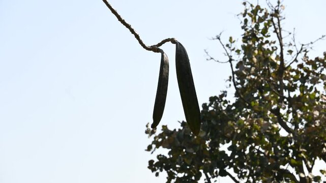 Oroxylum indicum tree fruits.&nbsp;Its other names trumpet tree, oroxylum, Indian trumpet tree, broken bones tree,&nbsp;scythe tree, Damocles tree and&nbsp;midnight horror. Its used in&nbsp;traditional medicine.