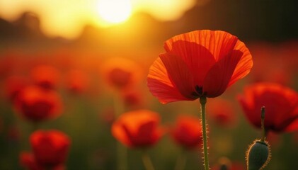 Red poppy backlit, golden hour light, intense color saturation, image, contrast