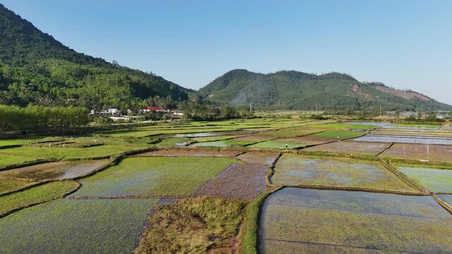 Flying over rice fields, Hoi An, Vietnam - (4K)