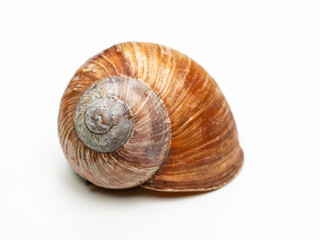 Weinbergschnecke