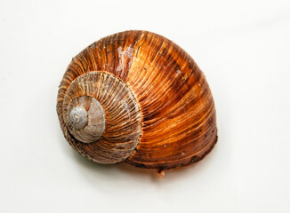 Weinbergschnecke