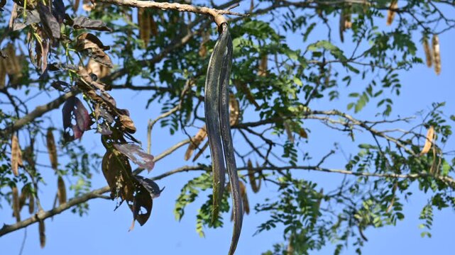 Oroxylum indicum tree fruits.&nbsp;Its other names trumpet tree, oroxylum, Indian trumpet tree, broken bones tree,&nbsp;scythe tree, Damocles tree and&nbsp;midnight horror. Its used in&nbsp;traditional medicine.