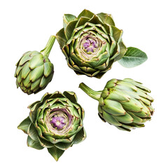 Obraz premium Fresh Artichokes with Green Leaves and Purple Centers on White Background