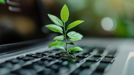 Laptop keyboard with a plant growing through it, symbolizing green IT computing and digital sustainability.