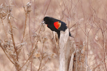 Redwing Blackbird singing his song. 