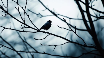Silhouette of a Small Bird Perched on Bare Branches Against a Softly Lit Background in Winter Forest Scene