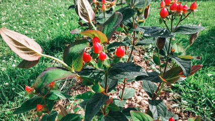 A plant with bright red berries and flowers