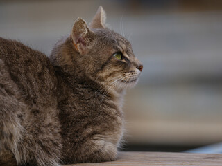 beautiful tabby cat