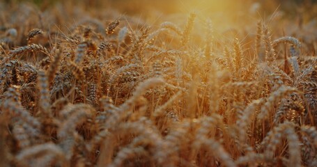 A Stunningly Beautiful Golden Wheat Field Enveloped in the Warm, Glorious Glow of Sunset