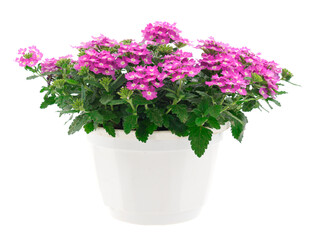 Verbena in flower pot isolated.