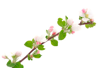 Flowering branch of apples.