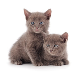 Two small gray kitten.