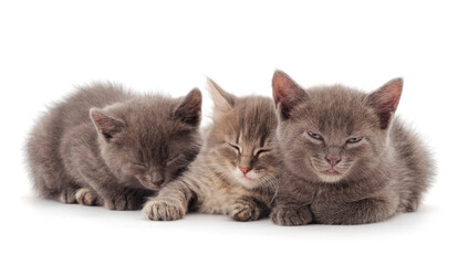 Three baby kittens.