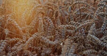 Golden Fields of Wheat Stretching Out Beneath the Beautiful and Warm Glow of Sunset