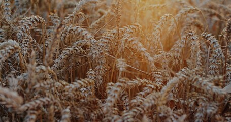 Golden Wheat Fields Bathed in Warm Sunset Light, Creating a Dreamlike Atmosphere