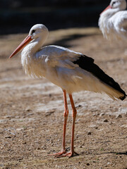 beautiful white stork