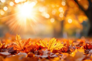 Golden maple leaves covering ground in sunny autumn park