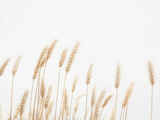 Fototapeta premium Wheat stalks against a white background 