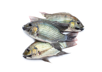 Three Blackchin tilapia - Sarotherodon melanotheron isolated on white background. fish invasive alien species in natural biodiversity is environmental problem in some countries.