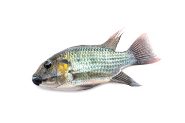 Blackchin tilapia - Sarotherodon melanotheron isolated on white background. fish invasive alien species in natural biodiversity is environmental problem in some countries.