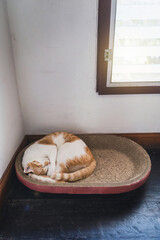 Orange white Tabby Cat is curled up and sleeping in cardboard box bed or corrugated scratcher oval grinding claw toy on stair landing wooden floor with sunlight shining through louvered windows.
