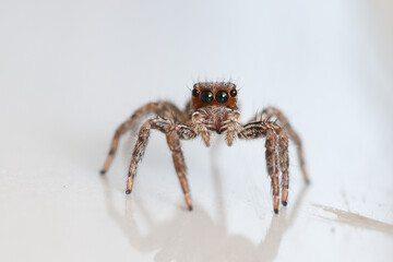 Brown house jumping spider hiding in the house. Jumping spider hunting for prey staring at the camera.
