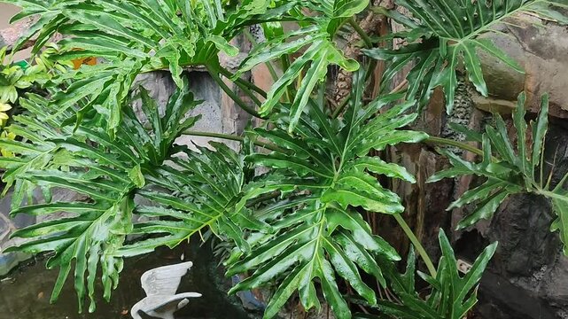 monstera plant with big leaves