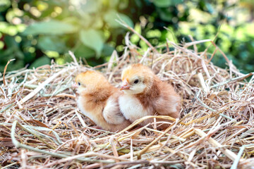 Group of Newborn Rhode Island Red chicks in straw nest in background Trees, bushes, green leaves of husbandry natural chicken lifestyle in garden organic farming.