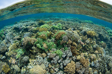 A healthy coral reef grows in extremely shallow water near Tanjung Flesko, North Sulawesi. This area, near Lembeh Strait, lies just above the equator and harbors extraordinary marine biodiversity.