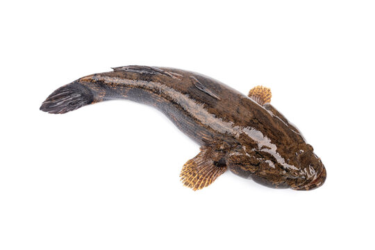 Freshwater fish live in natural water sources in Thailand, both still and flowing water. Sand Marbled Sleeper Goby - Oxyeleotris marmorata Bleeker, isolated on white background.