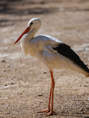 beautiful white stork