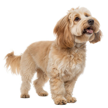 Doxiepoo AI Generated Image