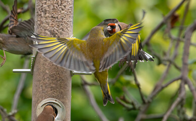 Greenfinch (Cloris chloris) and Goldfinch (Carduelis carduelis) fighting over a seed feeder in an English garden 