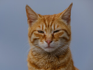 beautiful yellow cat