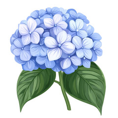 Stunning light blue hydrangea blooms a delightful floral display