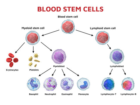 Cell stem. Blood body type. Myeloid lymphoblast and lymphocyte for anatomy microscope infographic with different functions. Microbiology and medicine diagram. Vectors educational poster