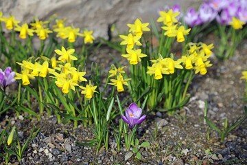 Dwarf Daffodils growing with Spring Crocuses, Derbyshire England
