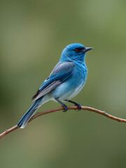 Obraz premium blauer Vogel Illustration
