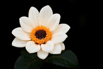 Obraz premium A white flower with a yellow center is in the foreground of a black background