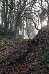 Fototapeta premium Narrow valley illuminated by early Spring sunlight, Derbyshire England 